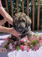 Sweetie, a female Goldendoodle and Poodle - Standard  for sale in Conyers, GA – 2 of 3