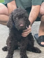 Big Mac - Price Open for Best Offer , a male Goldendoodle and Poodle - Standard  for sale in Conyers, GA – 8 of 9