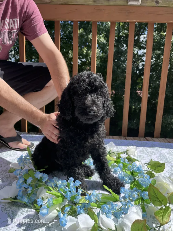 Benji – Goldendoodle, Poodle - Standard  puppy for sale in Conyers, GA