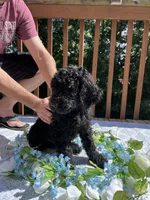 Benji, a male Goldendoodle and Poodle - Standard  for sale in Conyers, GA – 2 of 3