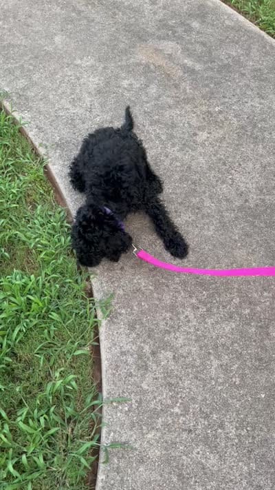 Benji - Price Open for Best Offer, a male Goldendoodle and Poodle - Standard  for sale in Conyers, GA – 6 of 6