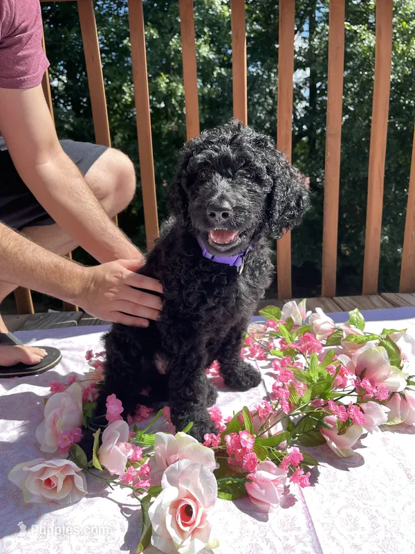 Princess – Goldendoodle, Poodle - Standard  puppy for sale in Conyers, GA