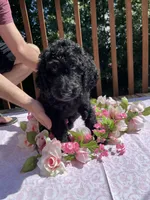 Princess, a female Goldendoodle and Poodle - Standard  for sale in Conyers, GA – 3 of 3