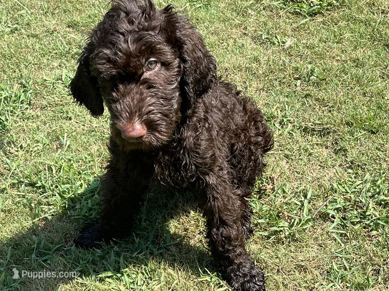 Big Mac - Price Open for Best Offer  – Goldendoodle, Poodle - Standard  puppy for sale in Conyers, GA