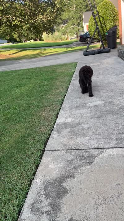 Big Mac - Price Open for Best Offer , a male Goldendoodle and Poodle - Standard  for sale in Conyers, GA – 9 of 9