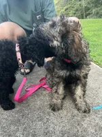 Sweetie - Price Open for Best Offer, a female Goldendoodle and Poodle - Standard  for sale in Conyers, GA – 4 of 7