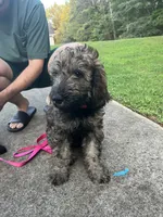 Sweetie - Price Open for Best Offer, a female Goldendoodle and Poodle - Standard  for sale in Conyers, GA – 6 of 7