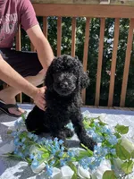 Benji, a male Goldendoodle and Poodle - Standard  for sale in Conyers, GA – 3 of 3