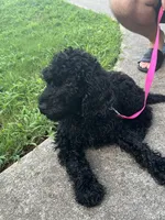 Benji - Price Open for Best Offer, a male Goldendoodle and Poodle - Standard  for sale in Conyers, GA – 5 of 6