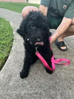 Princess - Price Open for Best Offer, a female Goldendoodle and Poodle - Standard  for sale in Conyers, GA – 4 of 6