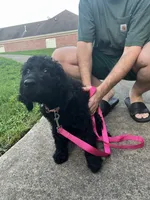 Princess - Price Open for Best Offer, a female Goldendoodle and Poodle - Standard  for sale in Conyers, GA – 5 of 6