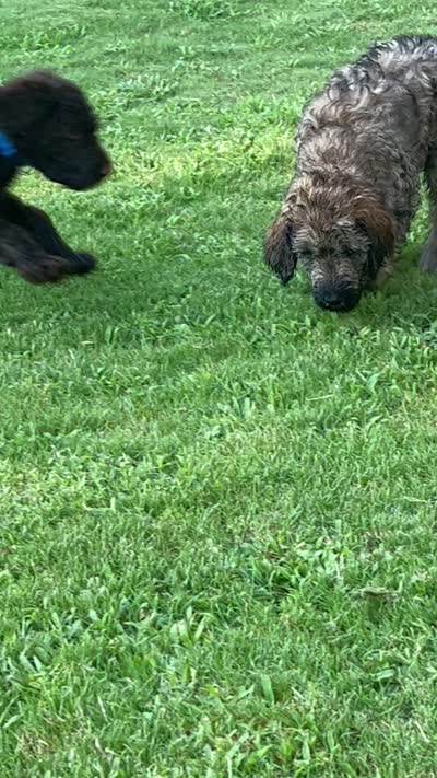 Sweetie - Price Open for Best Offer, a female Goldendoodle and Poodle - Standard  for sale in Conyers, GA – 7 of 7
