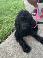 Benji - Price Open for Best Offer, a male Goldendoodle and Poodle - Standard  for sale in Conyers, GA – 4 of 6