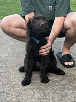 Big Mac - Price Open for Best Offer , a male Goldendoodle and Poodle - Standard  for sale in Conyers, GA – 4 of 9