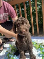 Big Mac, a male Goldendoodle and Poodle - Standard  for sale in Conyers, GA – 2 of 3