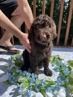 Big Mac, a male Goldendoodle and Poodle - Standard  for sale in Conyers, GA – 3 of 3