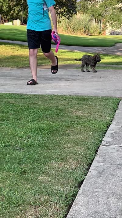 Big Mac - Price Open for Best Offer , a male Goldendoodle and Poodle - Standard  for sale in Conyers, GA – 5 of 9