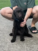 Big Mac - Price Open for Best Offer , a male Goldendoodle and Poodle - Standard  for sale in Conyers, GA – 6 of 9