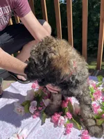 Sweetie, a female Goldendoodle and Poodle - Standard  for sale in Conyers, GA – 3 of 3