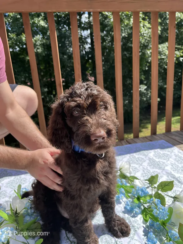 Big Mac – Goldendoodle, Poodle - Standard  puppy for sale in Conyers, GA