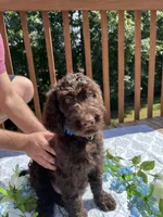 Big Mac, a male Goldendoodle and Poodle - Standard  for sale in Conyers, GA – 1 of 3