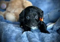 5 yorkiepoo Puppys , a male Yorkshire Terrier for sale in Gillsville, GA – Photo 1 of 4