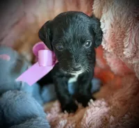 5 yorkiepoo Puppys , a male Yorkshire Terrier for sale in Gillsville, GA – Photo 3 of 4