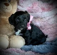 Yorkiepoo#1, a female Yorkipoo for sale in Gillsville, GA – Photo 4 of 7