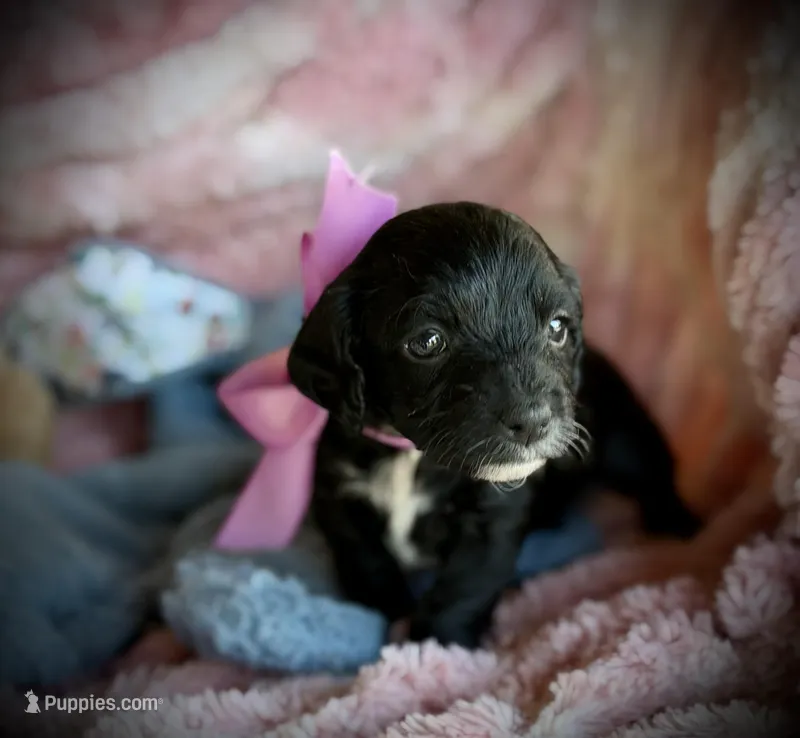 Yorkiepoo#1 – Yorkipoo puppy for sale in Gillsville, GA