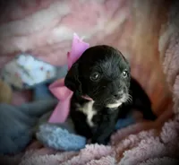 Yorkiepoo#1, a female Yorkipoo for sale in Gillsville, GA – Photo 1 of 7