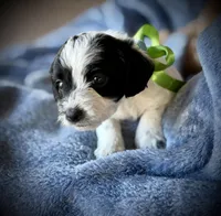 Yorkiepoo#1, a female Yorkipoo for sale in Gillsville, GA – Photo 6 of 7