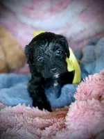 Yorkiepoo#1, a female Yorkipoo for sale in Gillsville, GA – Photo 2 of 7