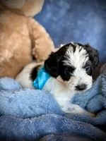 Yorkiepoo#1, a female Yorkipoo for sale in Gillsville, GA – Photo 7 of 7