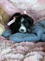 Yorkiepoo#1, a female Yorkipoo for sale in Gillsville, GA – Photo 3 of 7