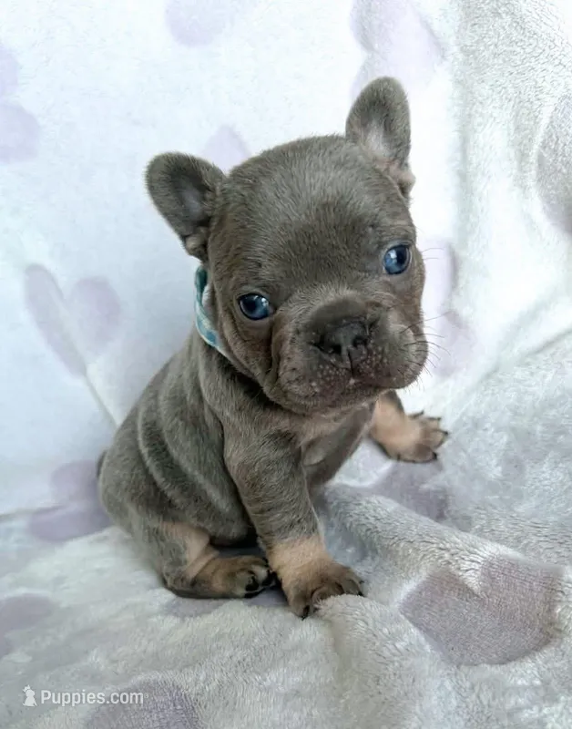 Boy1 – French Bulldog puppy for sale in Warsaw, IN