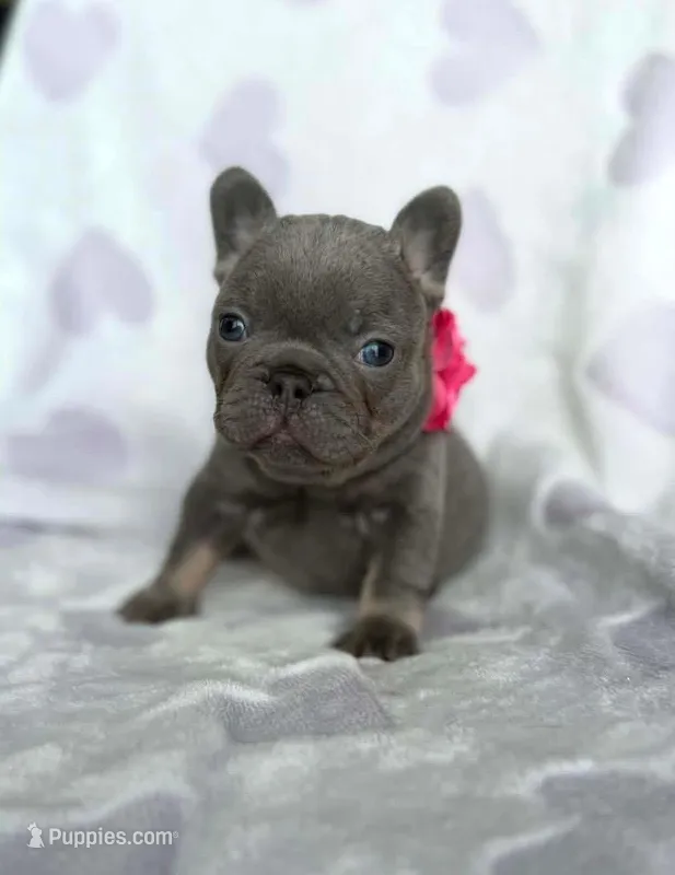 Girl – French Bulldog puppy for sale in Warsaw, IN