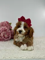 Millie , a female Miniature Goldendoodle for sale in Denton, TX – Photo 2 of 5