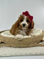 Millie , a female Miniature Goldendoodle for sale in Denton, TX – Photo 5 of 5