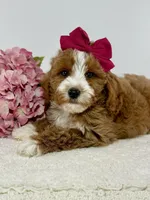 Millie , a female Miniature Goldendoodle for sale in Denton, TX – Photo 4 of 5