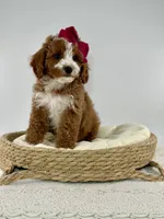 Millie , a female Miniature Goldendoodle for sale in Denton, TX – Photo 3 of 5