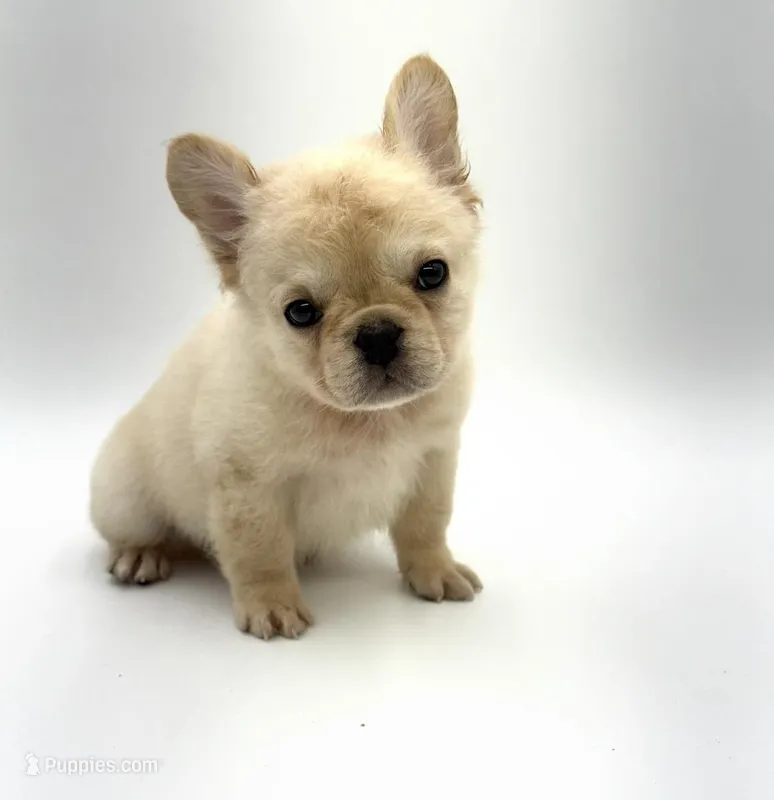 Fido – French Bulldog puppy for sale in Denton, TX