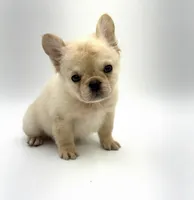 Fido, a male French Bulldog for sale in Denton, TX – Photo 1 of 2