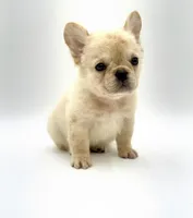 Fido, a male French Bulldog for sale in Denton, TX – Photo 2 of 2