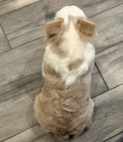 Billie, a male French Bulldog for sale in Denton, TX – Photo 2 of 3