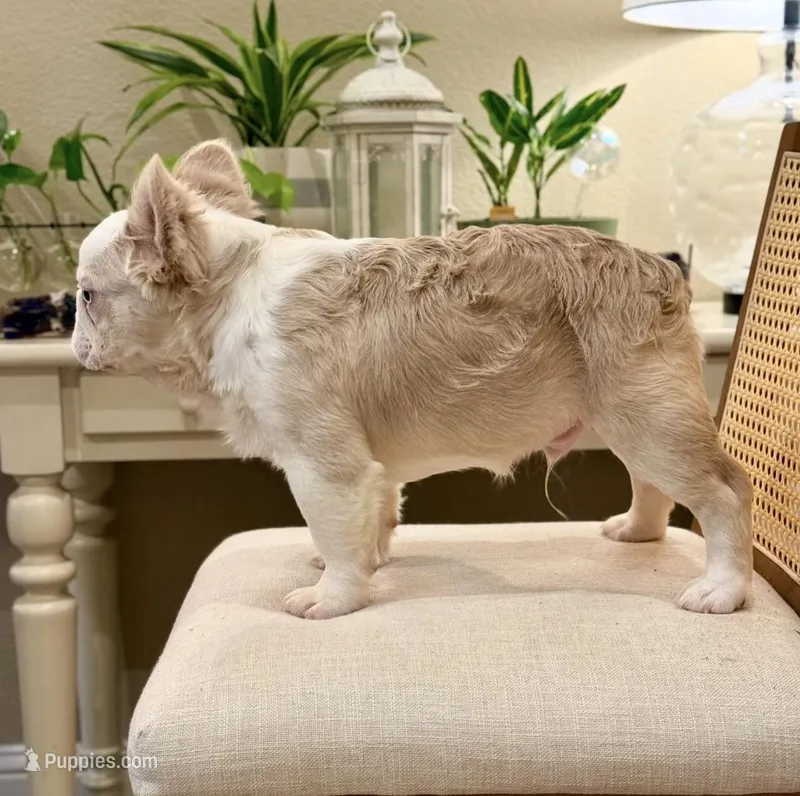 Billie – French Bulldog puppy for sale in Denton, TX