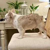 Billie, a male French Bulldog for sale in Denton, TX – Photo 1 of 3