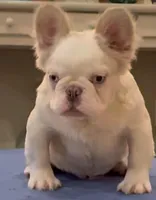 Billie, a male French Bulldog for sale in Denton, TX – Photo 3 of 3