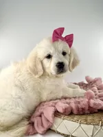 Poppy, a female English Cream Golden Retriever for sale in Denton, TX – Photo 2 of 3