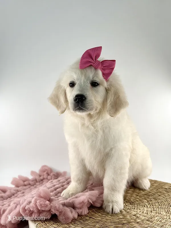 Poppy – English Cream Golden Retriever puppy for sale in Denton, TX