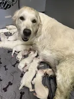Poppy, a female English Cream Golden Retriever for sale in Denton, TX – Photo 3 of 3